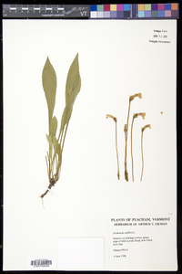 Orobanche uniflora image