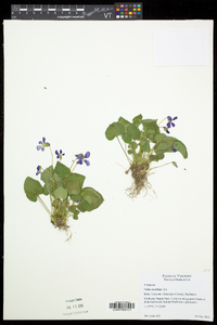 Viola cucullata image