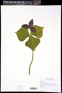 Trillium erectum image