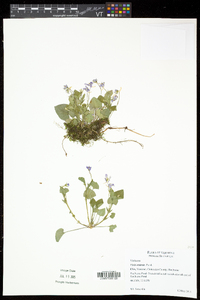 Viola rostrata image