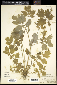 Chelidonium majus image