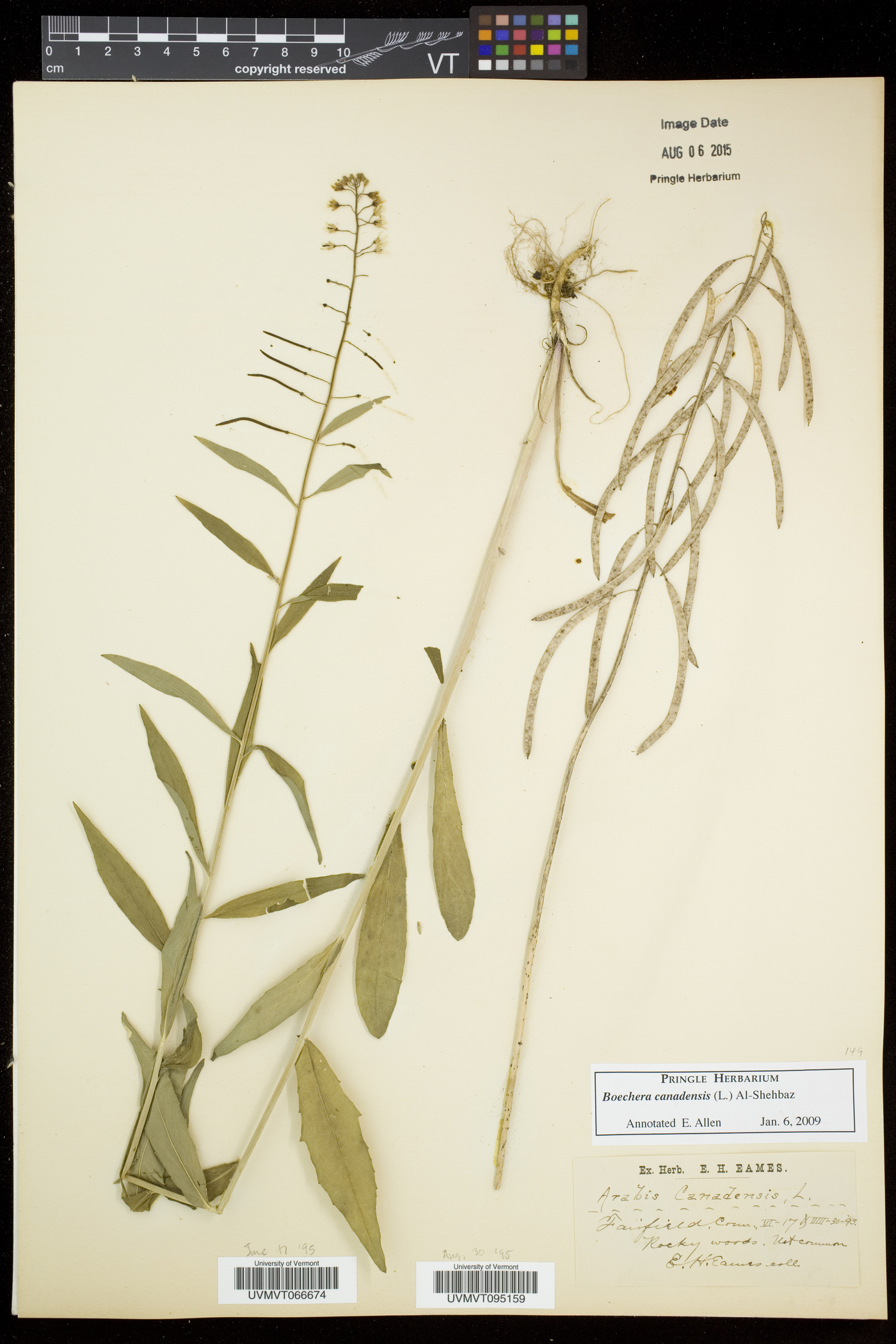 Borodinia canadensis image