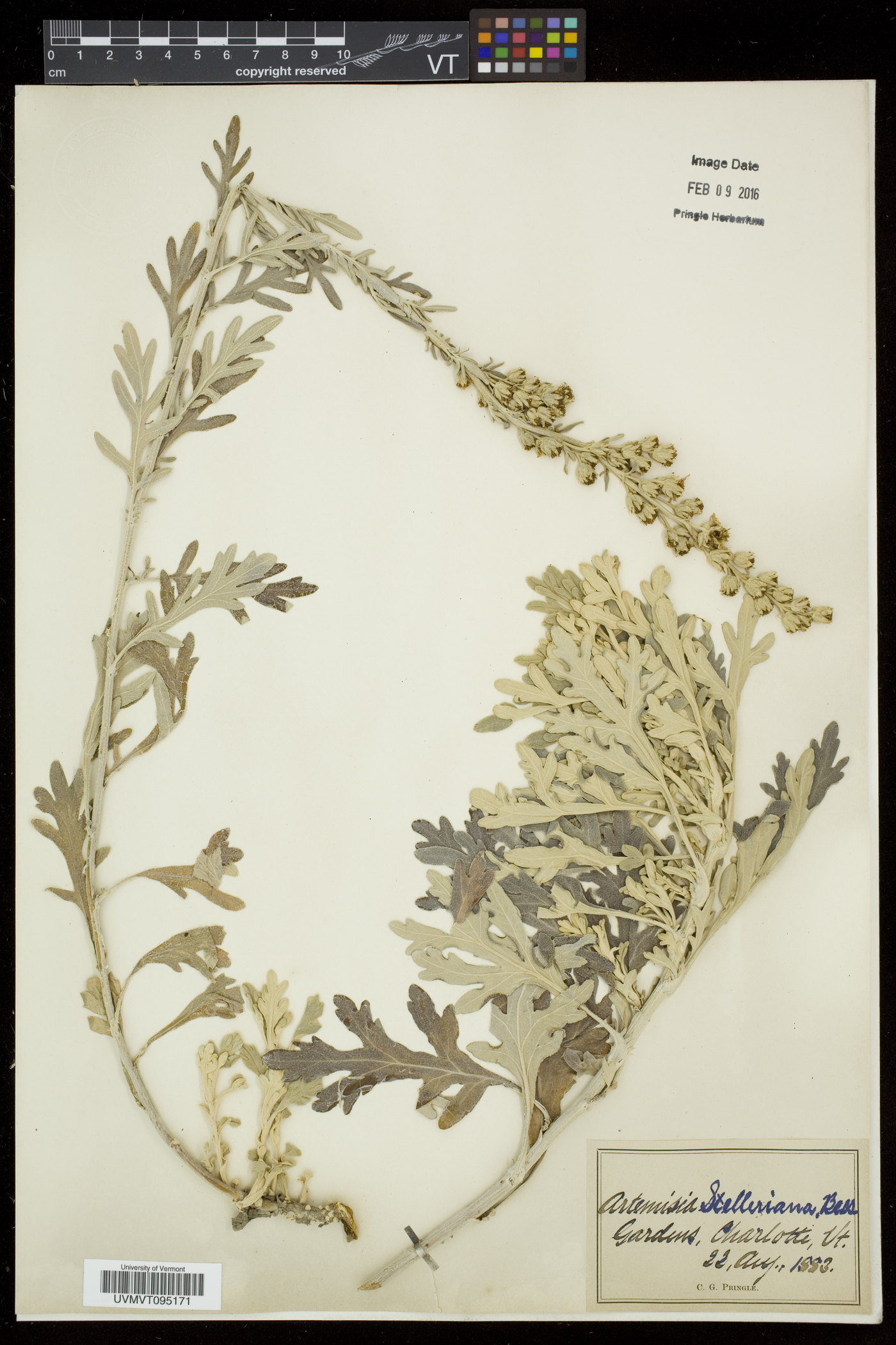 Artemisia stelleriana image