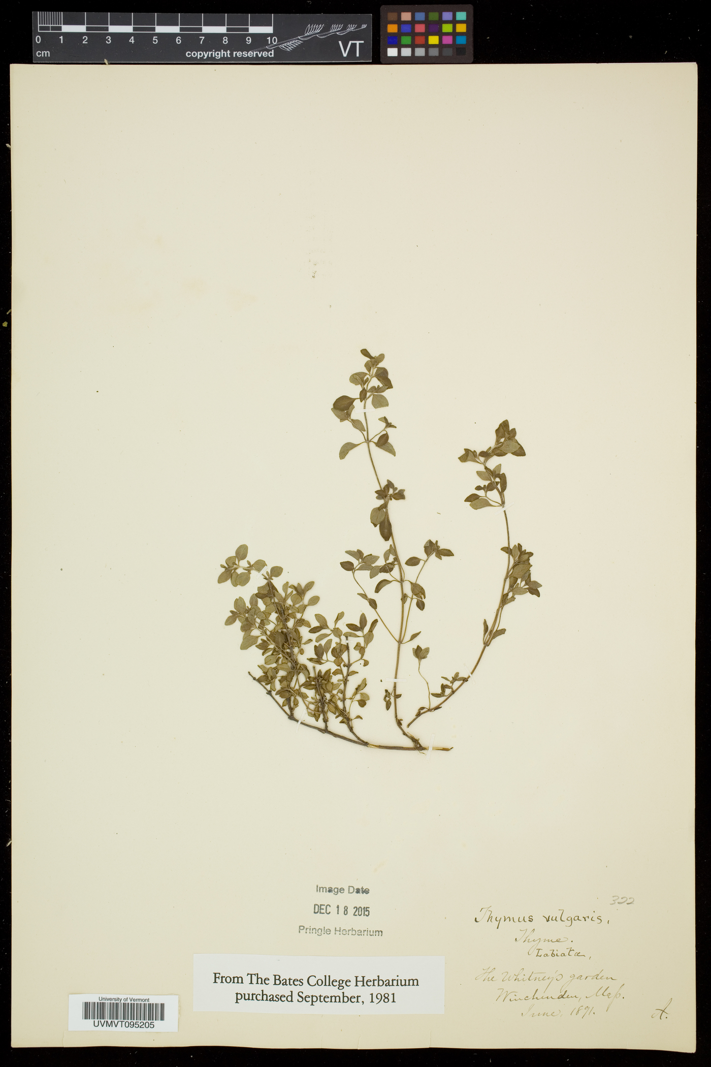 Thymus vulgaris image