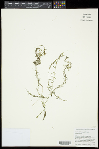 Callitriche heterophylla image