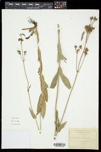 Penstemon laevigatus image