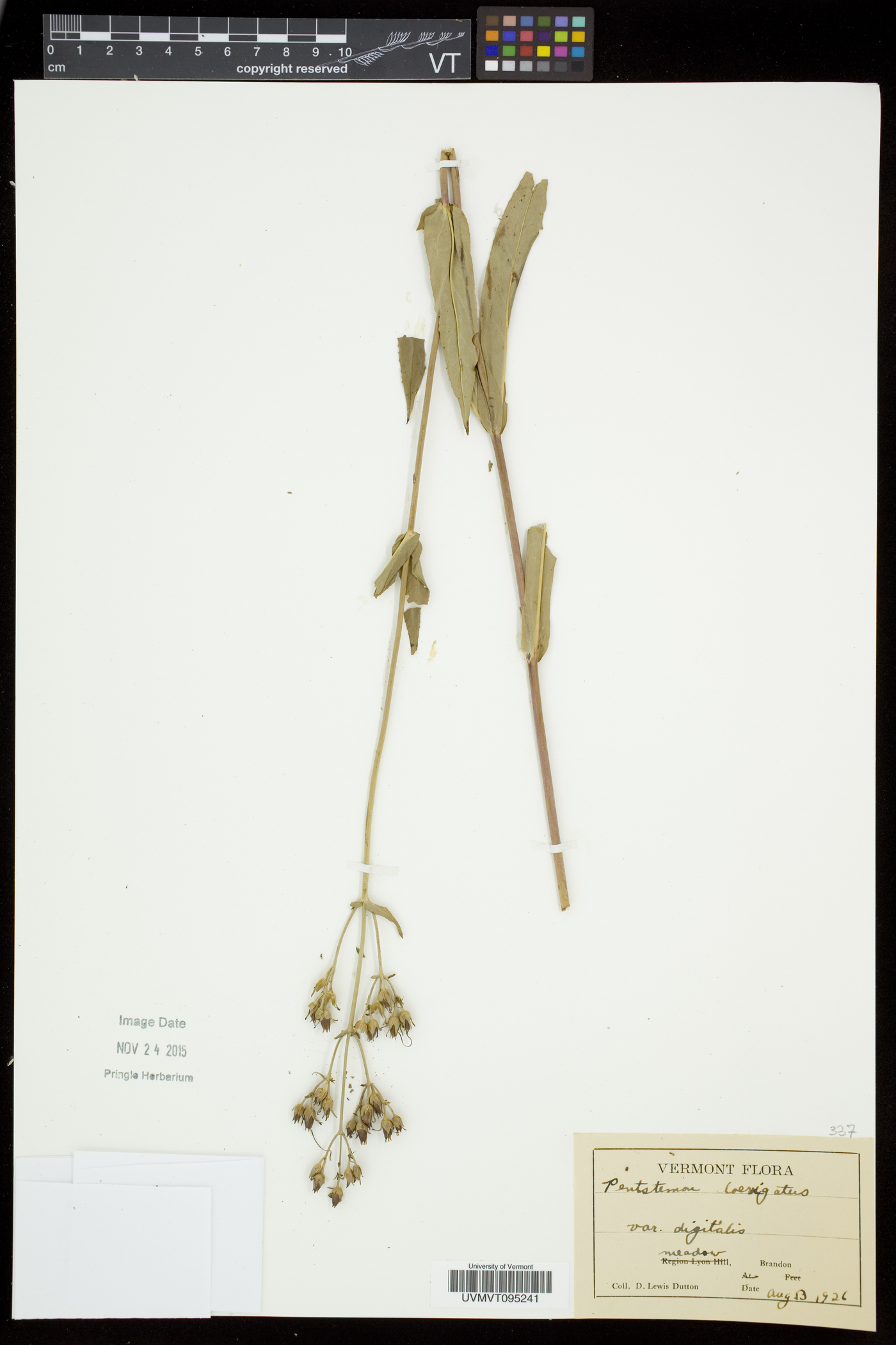 Penstemon laevigatus image