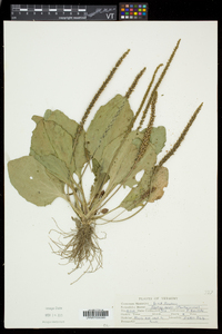 Plantago major image