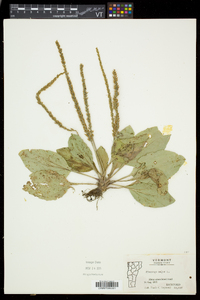 Plantago major image