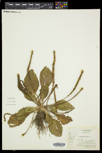 Plantago major image