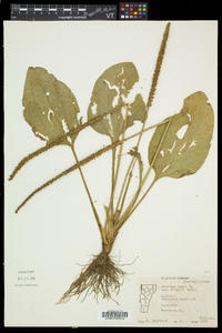 Plantago major image