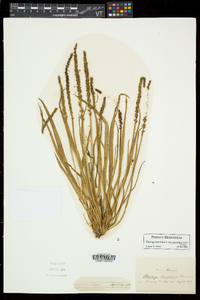 Plantago maritima var. juncoides image