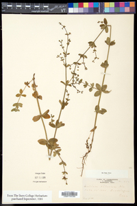 Galium pilosum image