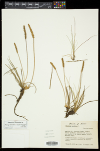 Plantago maritima image