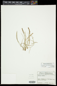 Plantago maritima image