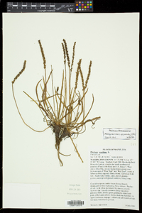 Plantago maritima subsp. juncoides image