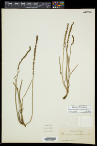 Plantago maritima subsp. juncoides image