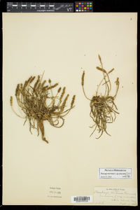 Plantago maritima image