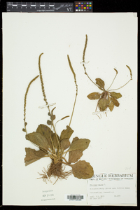 Plantago major image