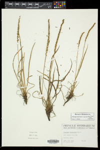 Plantago maritima image