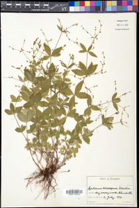 Galium circaezans image