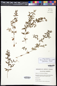 Galium obtusum subsp. obtusum image