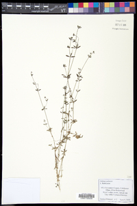 Galium palustre image