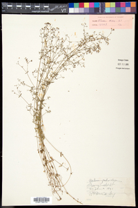 Galium palustre image