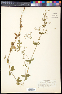 Galium pilosum var. pilosum image