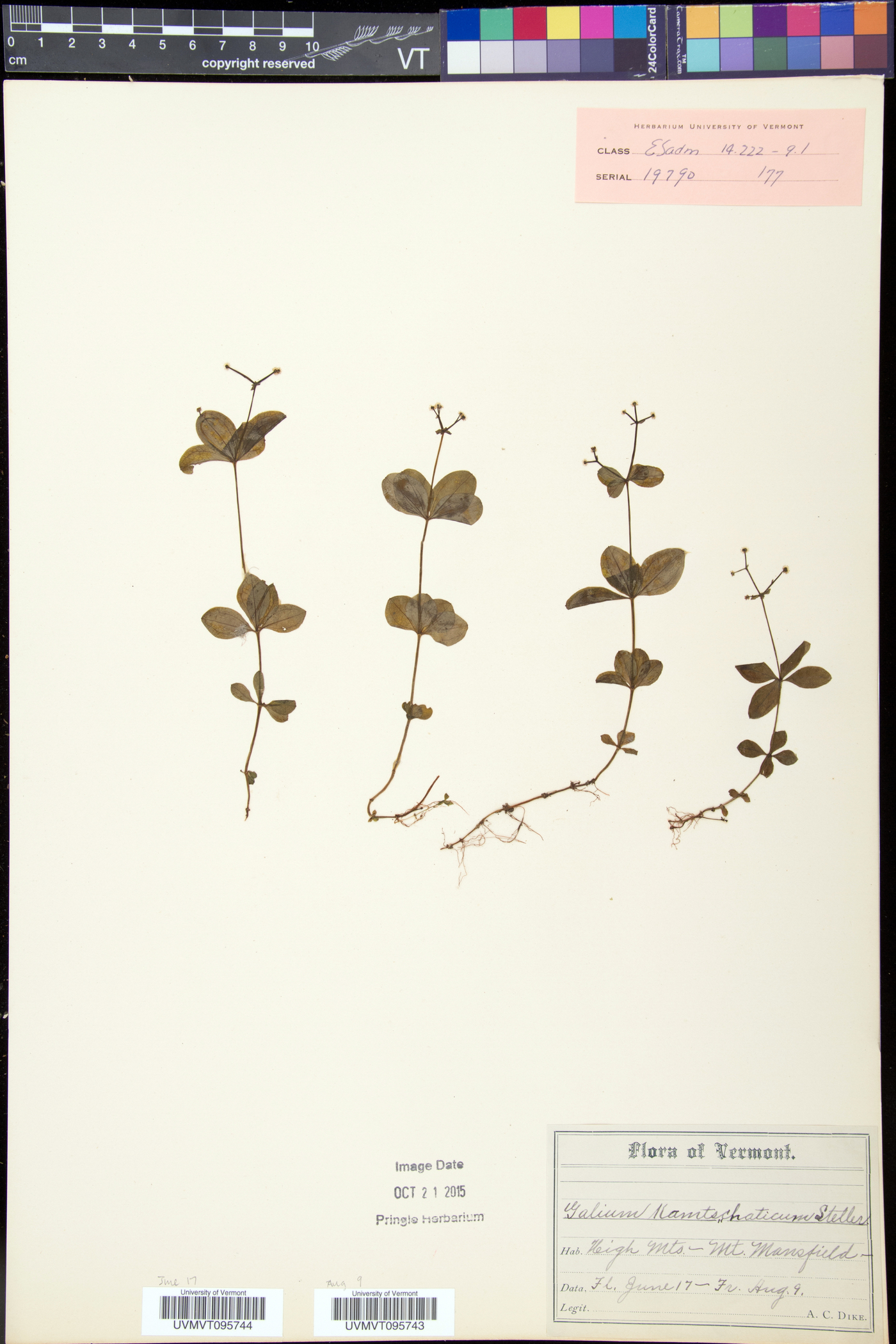 Galium kamtschaticum image