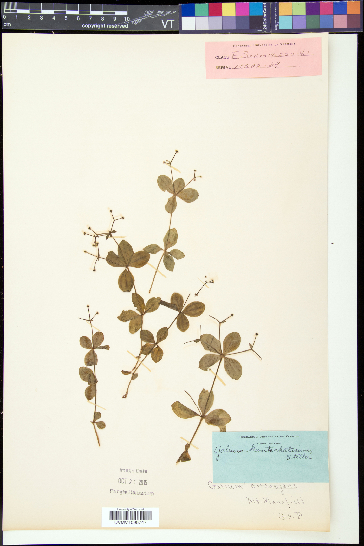 Galium kamtschaticum image