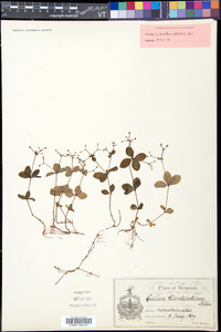 Galium kamtschaticum image