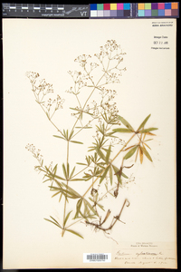 Galium sylvaticum image