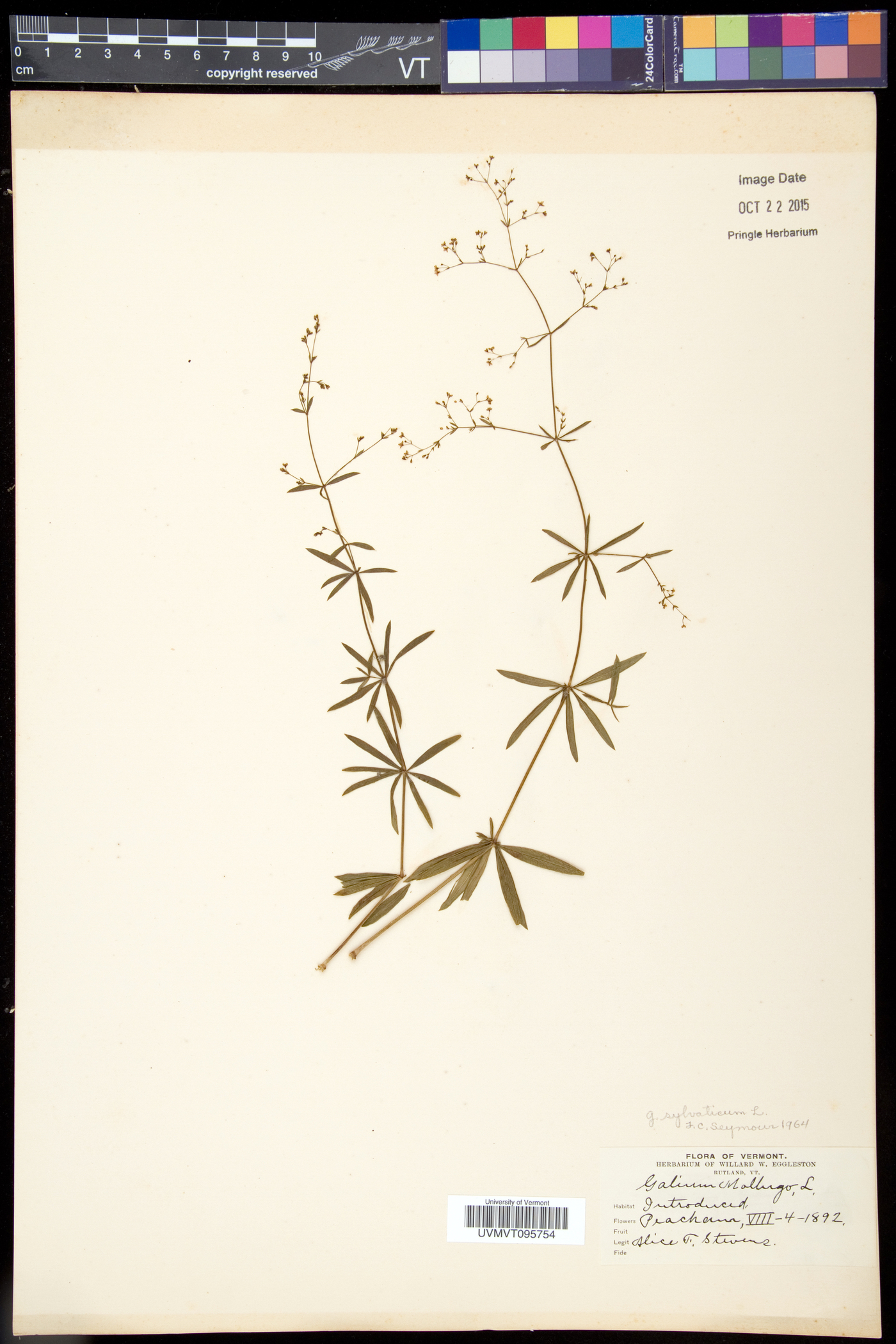 Galium sylvaticum image