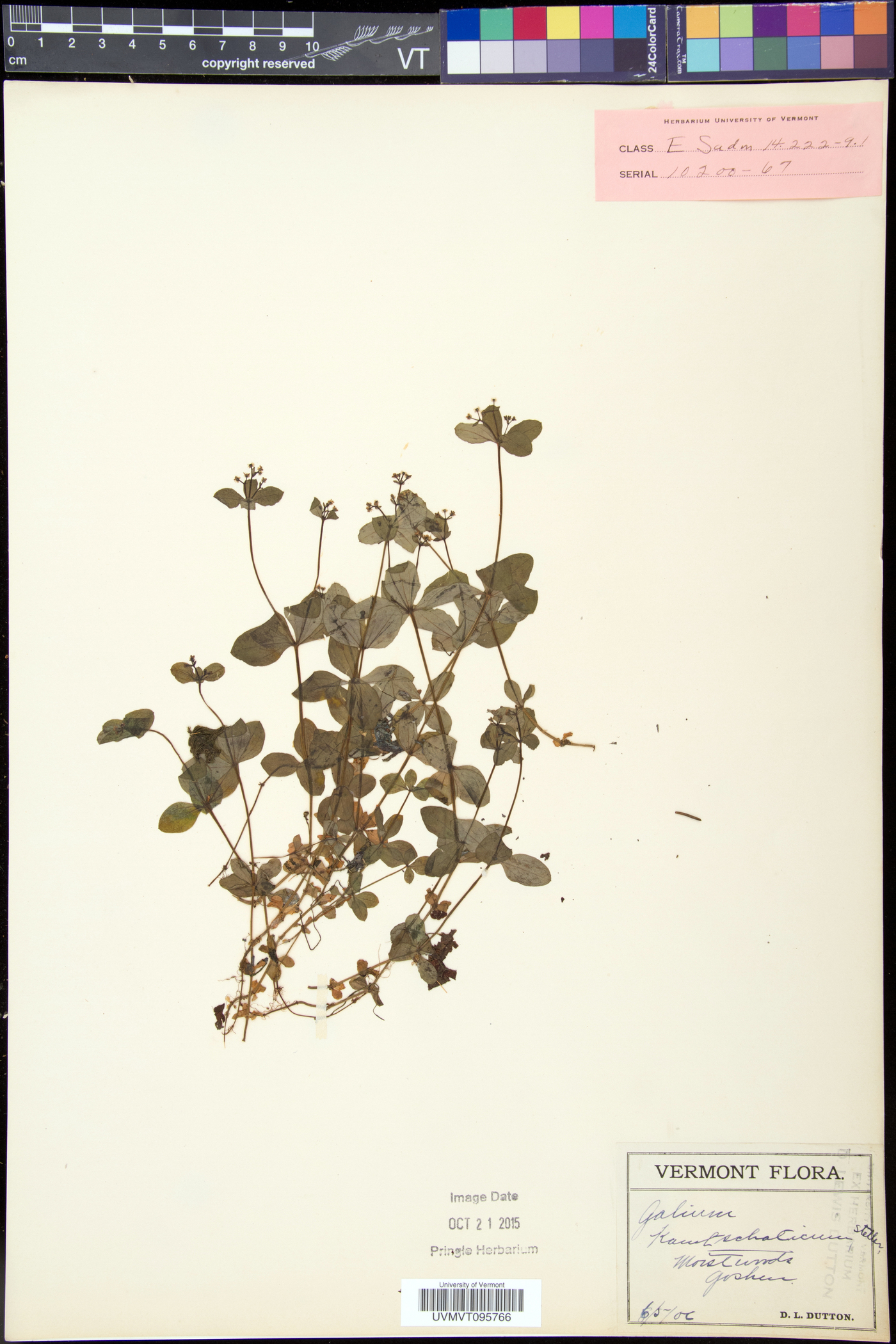 Galium kamtschaticum image