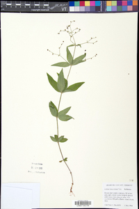 Galium lanceolatum image