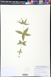 Galium lanceolatum image