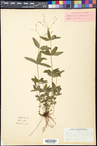 Galium lanceolatum image