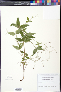 Galium lanceolatum image