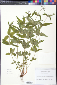 Galium lanceolatum image