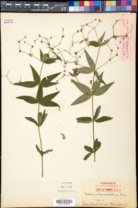 Galium lanceolatum image