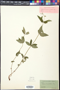 Galium lanceolatum image