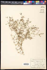 Galium trifidum image