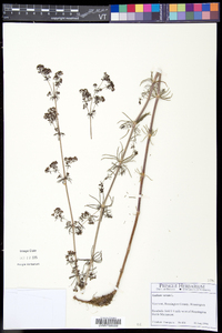 Galium verum image