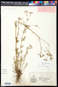 Galium verum image