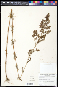 Galium verum image