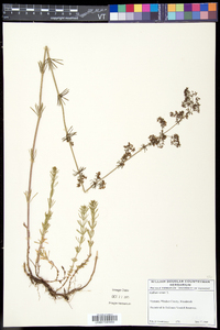 Galium verum image