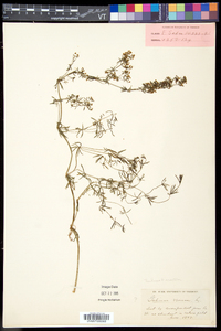 Galium verum image