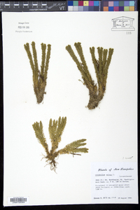 Lycopodium selago image