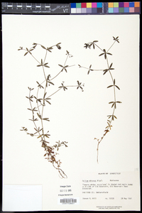 Galium obtusum subsp. obtusum image